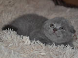 Кішки, кошенята Британська короткошерста, ціна 2000 Грн., Фото