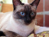 Кішки, кошенята Тайська, ціна 4000 Грн., Фото