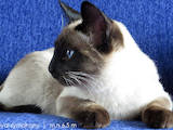 Кішки, кошенята Тайська, ціна 4000 Грн., Фото