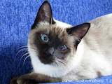 Кошки, котята Тайская, цена 4000 Грн., Фото
