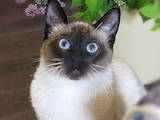 Кошки, котята Тайская, цена 4000 Грн., Фото