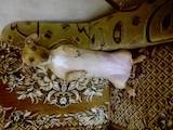 Собаки, щенята Джек Рассел тер'єр, ціна 100 Грн., Фото