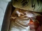 Собаки, щенки Джек Рассел терьер, цена 100 Грн., Фото