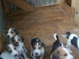 Собаки, щенки Разное, цена 500 Грн., Фото