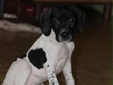 Собаки, щенята Англійський пойнтер, ціна 10000 Грн., Фото