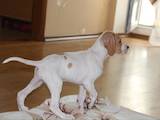Собаки, щенята Англійський пойнтер, ціна 10000 Грн., Фото