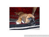 Собаки, щенята Боксер, ціна 3600 Грн., Фото
