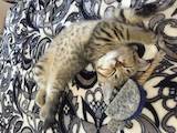 Кошки, котята Шотландская короткошерстная, цена 5500 Грн., Фото