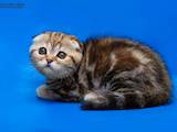 Кішки, кошенята Шотландська висловуха, ціна 12600 Грн., Фото