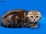Кошки, котята Шотландская вислоухая, цена 12600 Грн., Фото
