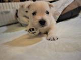 Собаки, щенята Вестхайленд уайт тер'єр, ціна 25000 Грн., Фото