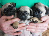 Собаки, щенята Мопс, ціна 3900 Грн., Фото