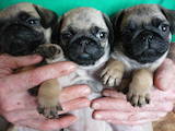 Собаки, щенки Мопс, цена 3900 Грн., Фото