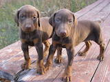 Собаки, щенята Доберман, ціна 4000 Грн., Фото