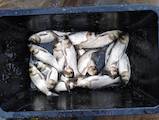 Рибки, акваріуми Рибки, ціна 25 Грн., Фото