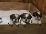 Собаки, щенки Ши-тцу, цена 3900 Грн., Фото