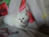 Кошки, котята Невская маскарадная, цена 14000 Грн., Фото