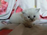 Кішки, кошенята Невськая маскарадна, ціна 14000 Грн., Фото