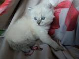 Кішки, кошенята Невськая маскарадна, ціна 14000 Грн., Фото
