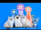 Кошки, котята Невская маскарадная, цена 14000 Грн., Фото