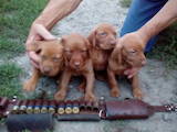 Собаки, щенки Венгерская выжла, цена 10000 Грн., Фото