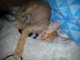 Кошки, котята Донской сфинкс, цена 500 Грн., Фото