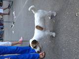 Собаки, щенята Джек Рассел тер'єр, ціна 10000 Грн., Фото