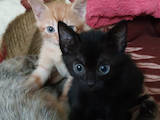 Кішки, кошенята Американська короткошерста, Фото