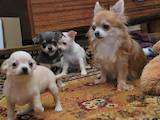 Собаки, щенки Чихуа-хуа, цена 2500 Грн., Фото