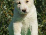 Собаки, щенки Среднеазиатская овчарка, цена 8000 Грн., Фото