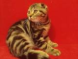 Кошки, котята Шотландская вислоухая, цена 2800 Грн., Фото