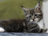 Кішки, кошенята Мейн-кун, ціна 13500 Грн., Фото