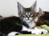 Кішки, кошенята Мейн-кун, ціна 13500 Грн., Фото