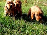 Собаки, щенки Английский коккер, цена 5000 Грн., Фото