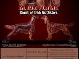 Собаки, щенки Ирландский сеттер, цена 11000 Грн., Фото