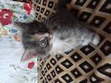 Кішки, кошенята Персидська, ціна 5 Грн., Фото