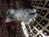 Кішки, кошенята Персидська, ціна 5 Грн., Фото
