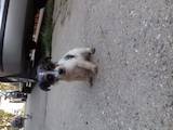 Собаки, щенки Жесткошерстный фокстерьер, цена 1500 Грн., Фото