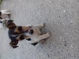Собаки, щенки Жесткошерстный фокстерьер, цена 1500 Грн., Фото