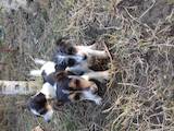 Собаки, щенята Жорсткошерстий фокстер'єр, ціна 1500 Грн., Фото