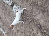 Собаки, щенки Джек Рассел терьер, цена 3500 Грн., Фото