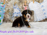 Собаки, щенята Великий Швейцарський зенненхунд, ціна 34000 Грн., Фото