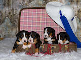 Собаки, щенки Большой Швейцарский зенненхунд, цена 34000 Грн., Фото