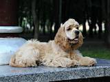 Собаки, щенята Американський коккер, ціна 10000 Грн., Фото
