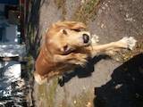 Собаки, щенята Російський спаніель, ціна 100 Грн., Фото