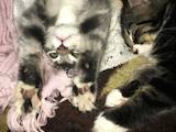 Кішки, кошенята Мейн-кун, ціна 3500 Грн., Фото
