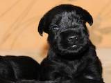 Собаки, щенята Цвергшнауцер, ціна 8500 Грн., Фото