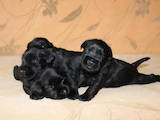 Собаки, щенки Цвергшнауцер, цена 8500 Грн., Фото