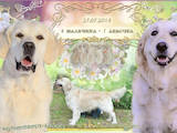 Собаки, щенки Золотистый ретривер, цена 12000 Грн., Фото