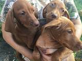 Собаки, щенки Венгерская выжла, цена 800 Грн., Фото